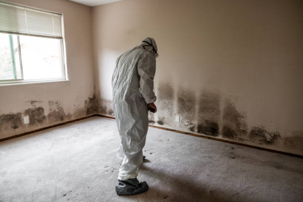 Insurance-Related Mold Remediation