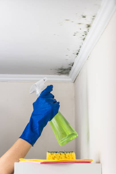 Best Emergency Mold Remediation in Oakhurst, NJ